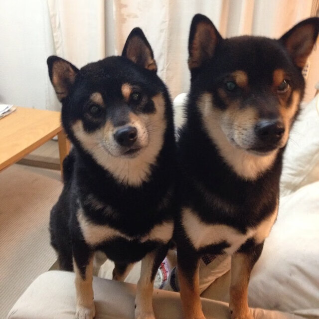 五大联赛是否加强替补与主力在节奏适配度训练，五大联赛打法